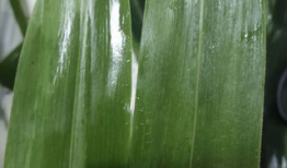 三角粽子的包法视频,一招一式展现端午风情